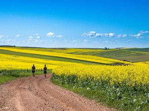 two people walking down a dirt road through a field of yellow flowers at Aloe Cottage in Cloeteskraal
