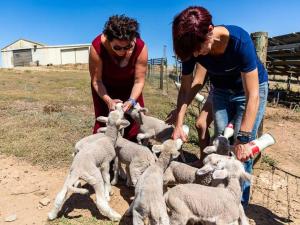 two people are feeding a group of sheep at Aloe Cottage in Cloeteskraal