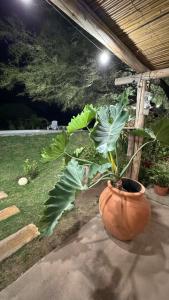 Κήπος έξω από το ''Las Anas'' Casa de Campo +24 φωτογραφίες