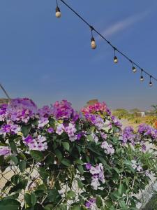 Fotografie z fotogalerie ubytování Rosa Garden v destinaci Ninh Binh