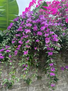 Zahrada ubytování Rosa Garden