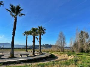 ソモにあるPlayamar - 30021の道路の上に並ぶヤシの木とベンチのある公園