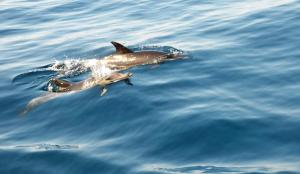a couple of dolphins swimming in the water at Apartamentos Borda D´Agua in Albufeira