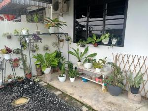 a bunch of potted plants on a wall at Summer Homestay@civic centre in Sibu