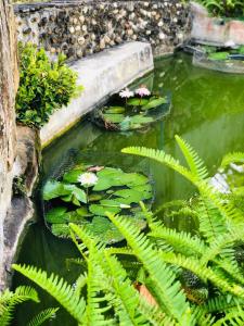 Giardino di Summerfield