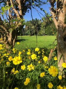 Giardino di Summerfield