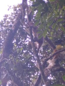 un singe est assis sur une branche d'arbre dans l'établissement Cachanga, à Angra dos Reis