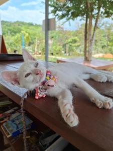 a white cat is laying on a table at Phu Aunna in Ko Phayam