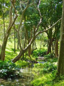 a forest filled with trees and a stream at Ridge Boundary View in Dambulla