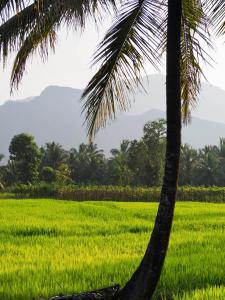 a palm tree in front of a rice field at Ridge Boundary View in Dambulla