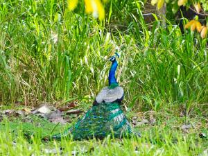 a peacock is standing in the grass at Ridge Boundary View in Dambulla