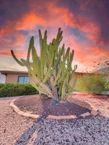a cactus plant sitting in the middle of a yard at Truro Sun Lakes in Sun Lakes
