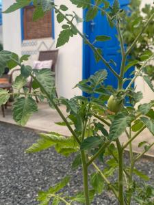 Zahrada ubytování Vila Oia 200 m da praia