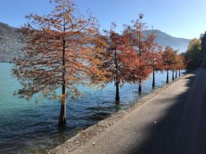 a road next to a river with trees in the water at Monte Isoliana - petit paradis in Monte Isola