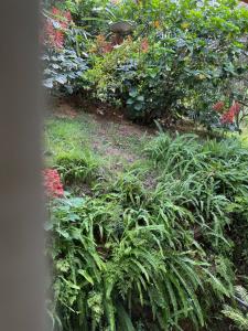 Um jardim em Hospedaria Aconchego