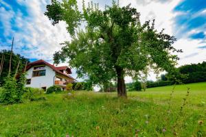 un arbre dans un champ devant une maison dans l'établissement Villa Katarina, à Mokronog