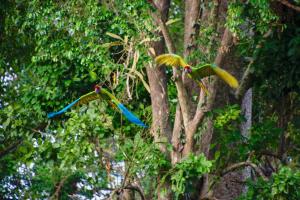 Zahrada ubytování P1 Macaw