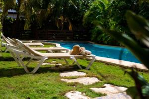 プラヤ・デル・カルメンにあるPosada Sian Kaan Playa del Carmen - Wellness Oriented Hotelのプールの横のベンチに座っているテディベア