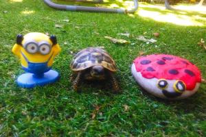 una tartaruga e un giocattolo nell'erba di Ferienhaus Karmen Auf Zwei Ebenen Mit Garten a Orebić (Sabbioncello)