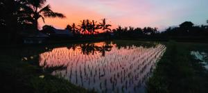 Φωτογραφία από το άλμπουμ του Madesimon Villa Apt σε Payangan