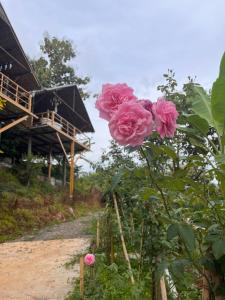 a bunch of pink roses in front of a building at Maka farmstay Thong Pha Phum สวนคุณตาฟาร์มสเตย์ in Ban Diso