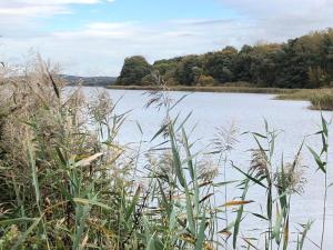 a large body of water with trees in the background at Ferienhaus "Cajo" am Malchiner See in Dahmen