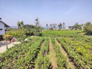 Zahrada ubytování Soma Vineyard Resort -Nashik