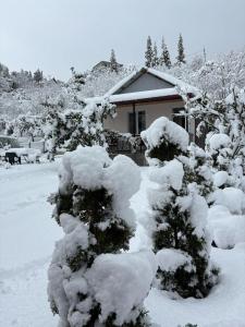 提斯基斯迪里BANI tsikhisdziri的相册照片