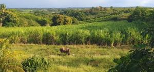 a brown cow grazing in a field of grass at Appartement de type T4 in Capesterre