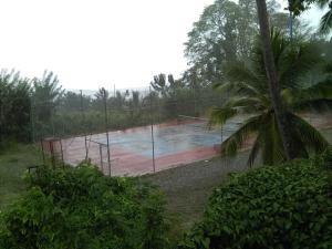 a tennis court in the rain with a palm tree at Anura Guest Inn in Ella