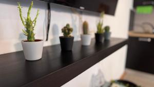 a black counter with five potted plants on it at La Dea Bendata in Rocca Priora +18 photos