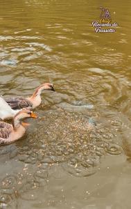 Foto sihtkohas Siderópolis asuva majutusasutuse Chalé Recanto do Frassetto galeriist