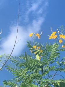 a tree with yellow flowers and a blue sky at Raizes da Terra - Ponta do Corumbau in Corumbau