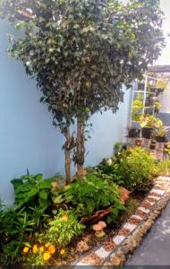 Κήπος έξω από το Hostel mi casa su casa