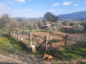 een hond die in het gras naast een hek loopt bij Ali dede kamp karavan bungalow in Kuşadası