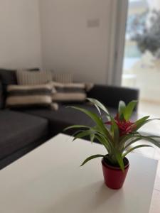 una planta sentada en una mesa en una sala de estar en Mythical Sands Resort, Protaras, Choose Joy Apt, en Paralimni