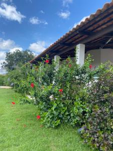 une rangée de buissons avec des fleurs rouges dans une cour dans l'établissement Recanto do Sossego, à São José de Mipibu