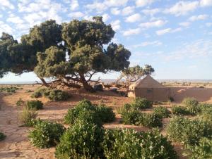 an acacia tree and a shed in the desert at dar Brahim in Mhamid