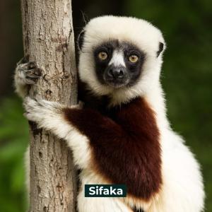 Fotografie z fotogalerie ubytování Oka Forest Lodge Andasibe v destinaci Andasibe