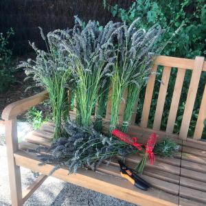 a bunch of plants sitting on a bench at Le Petit Bois in Sainte-Marie-de-Ré
