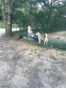 two dogs standing on a swing in a park at Appartement SAB in Issel