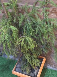 a small pine tree in a pot with rocks at Hills Royal Residency in Jālāpahār