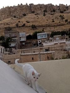 Fotografie z fotogalerie ubytování Rosa house v destinaci Mardin