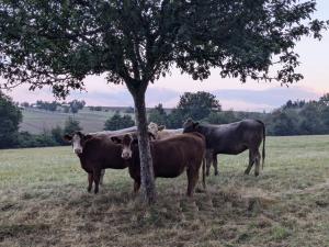 Tiere im Ferienhaus oder in der Nähe