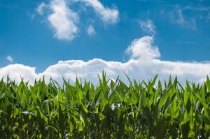 Paesaggio naturale nelle vicinanze dell'appartamento