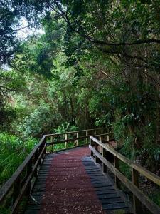 a wooden bridge in the middle of a forest at Chiloe Domos in Huenao +7 photos
