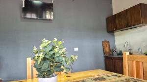 a dining room table with a potted plant on it at Departamentos Puerto Esperanza in Puerto Esperanza