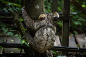 a baby sloth climbing up a tree at TerrAmor Ecoliving in Alter do Chao