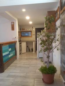 a kitchen with a plant in a pot on the floor at Lo de Pere in San Carlos de Bariloche