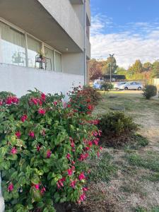 a bush with pink flowers in front of a building at departamento en osorno in Osorno